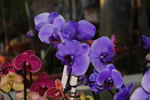 Phalaenopsis   083.jpg